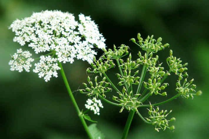Hot water is an effective method of combating goutweed Unkrautfuchs