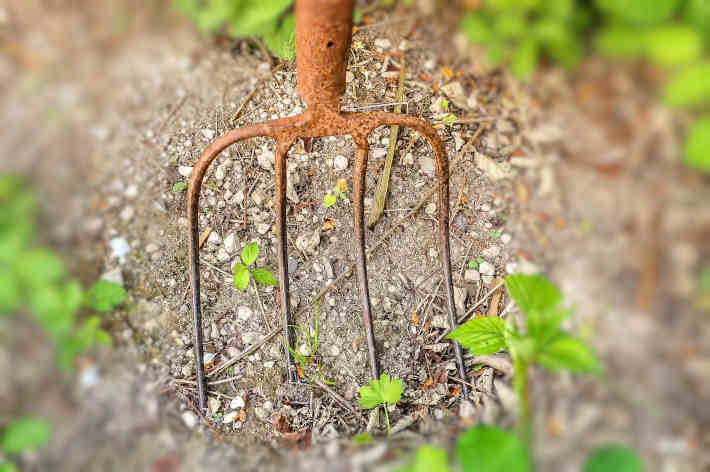 Digging up goutweed roots Method