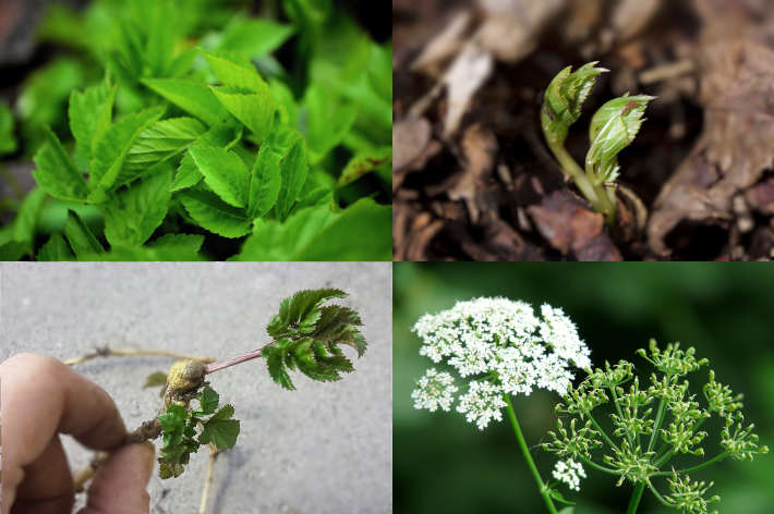 Recognising goutweed, umbel, leaf, stem, shoot