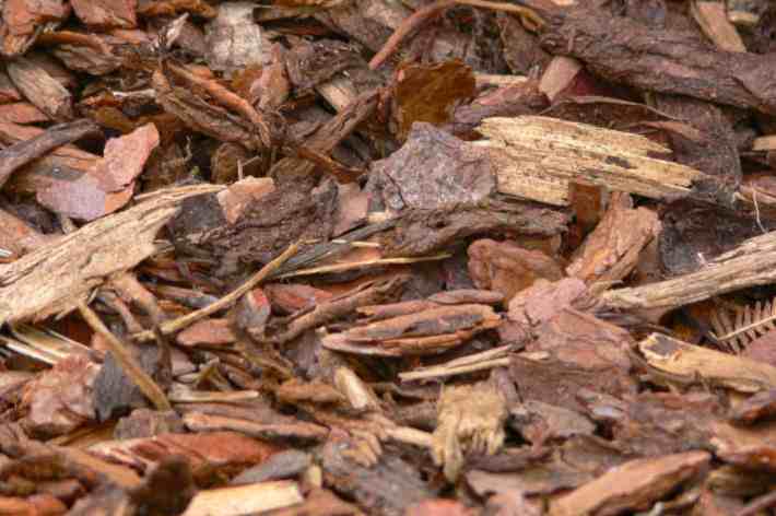 Combat goutweed with fleece cover and mulch