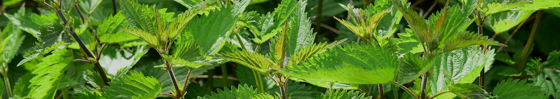 Brennnessel entfernen biologisch_1920x340_c